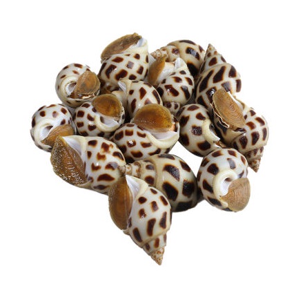 Ốc tươi, có thể chế biến thành các món xào, nướng, hay luộc. Ốc được bày bán rộng rãi tại chợ và các siêu thị